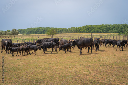 Saint-Bres  France - 06 06 2019  Herd of Camargue bulls