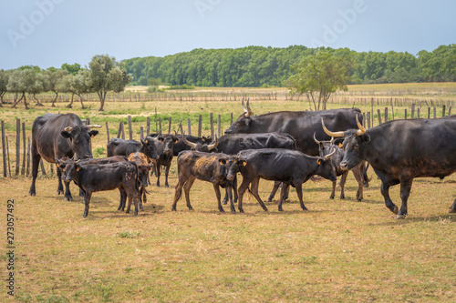 Saint-Bres, France - 06 06 2019: Herd of Camargue bulls © Franck Legros