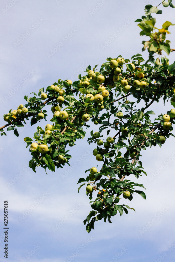 Wild green apples on a branch against a blue sky