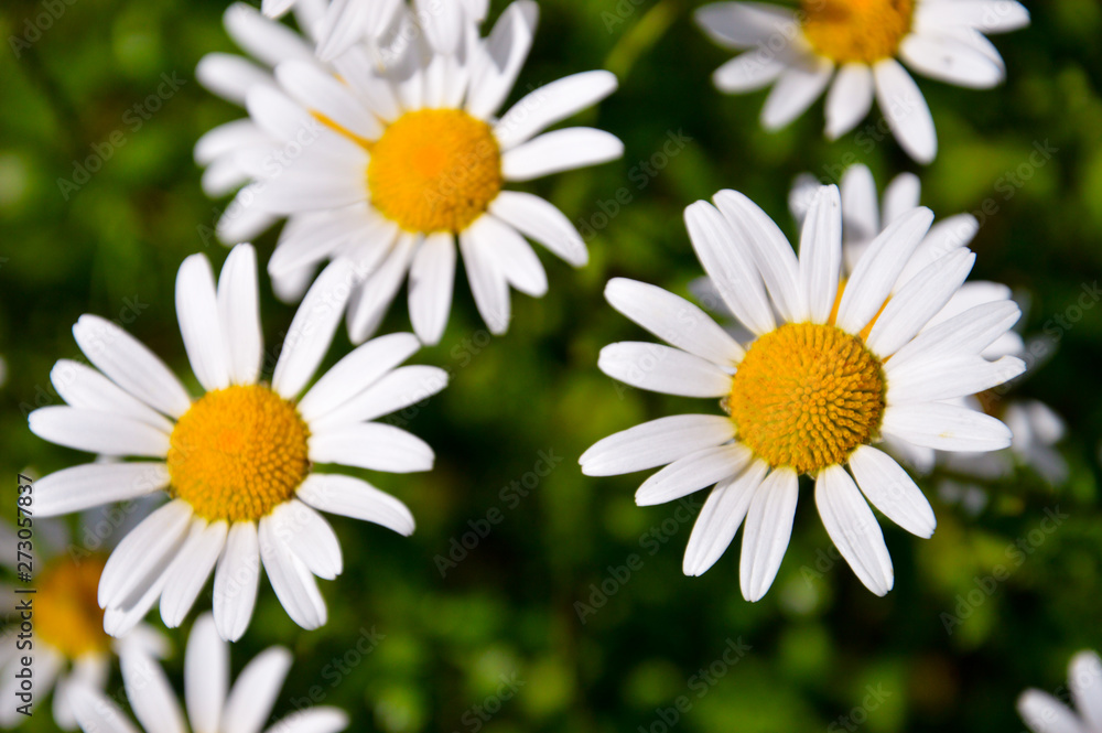 Fototapeta premium white daisy flower with sunlight in the garden