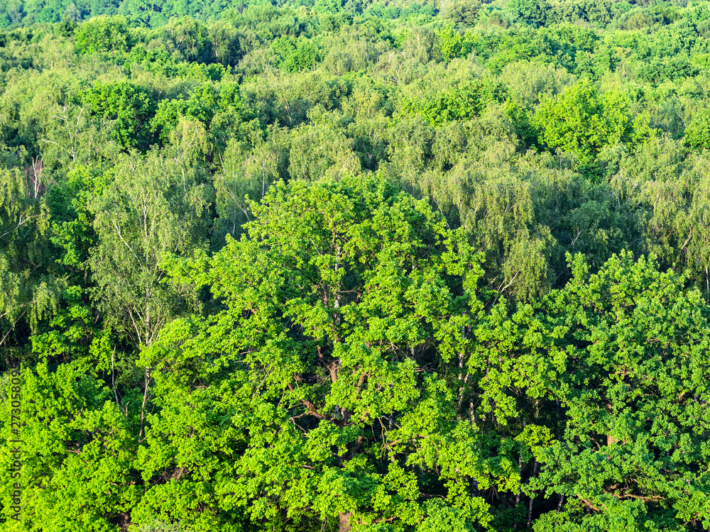 aerial view of oak tree in green forest in summer