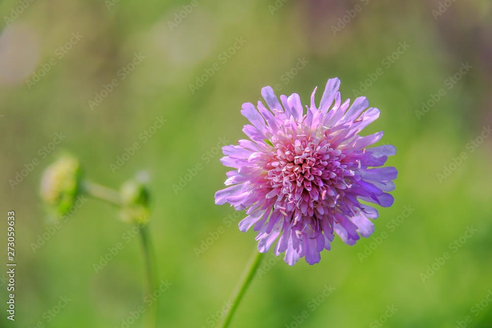Knautia arvensis. Scabiosa. Flower pin cushion. Pink flower close up and green bokeh behind. Selective focus, shallow DOF. Knautia arvensis. Scabiosa. Flower pin cushion. Pink flower close up and green bokeh behind. Selective focus, shallow DOF.