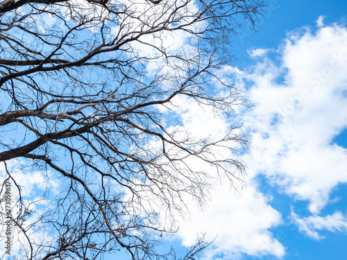 Photography bare tree branches under blue sky with clouds