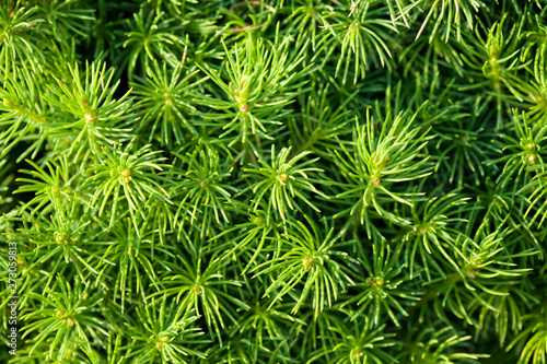 green leaf of a pine tree