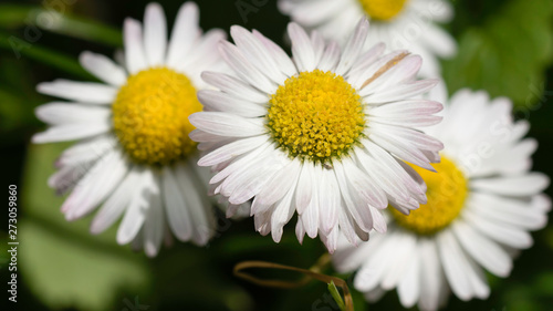 Bright white daisy with a yellow heart on a blurred green background 