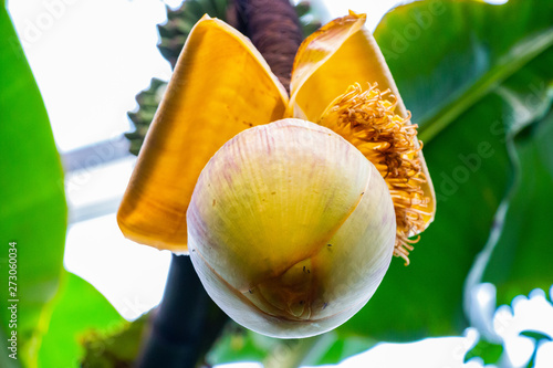 gelbe grüne junge Kokosnuss schält sich aus der Hülle am Baum hängend