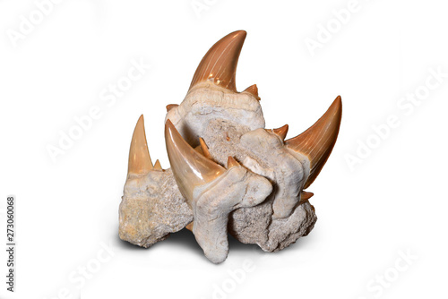 Cluster of fossilized shark teeth isolated on white.