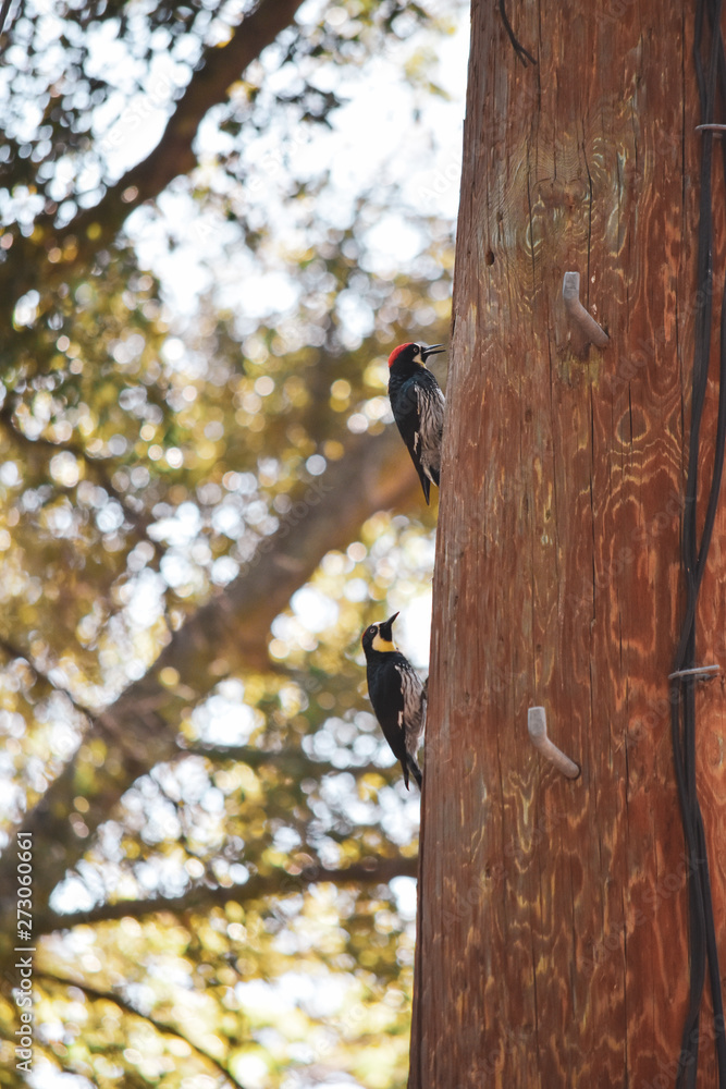 Woodpeckers on telephone pole