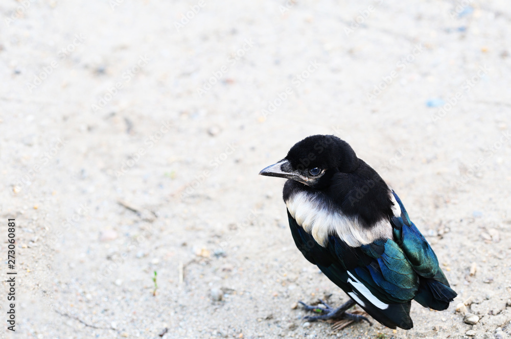 Obraz premium Lost little magpie chick is looking for his parents ...