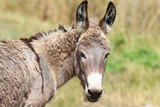 Donkey Portrait with a half-turn of the head. 