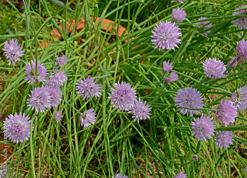 Chive Flowers Chive Flowers