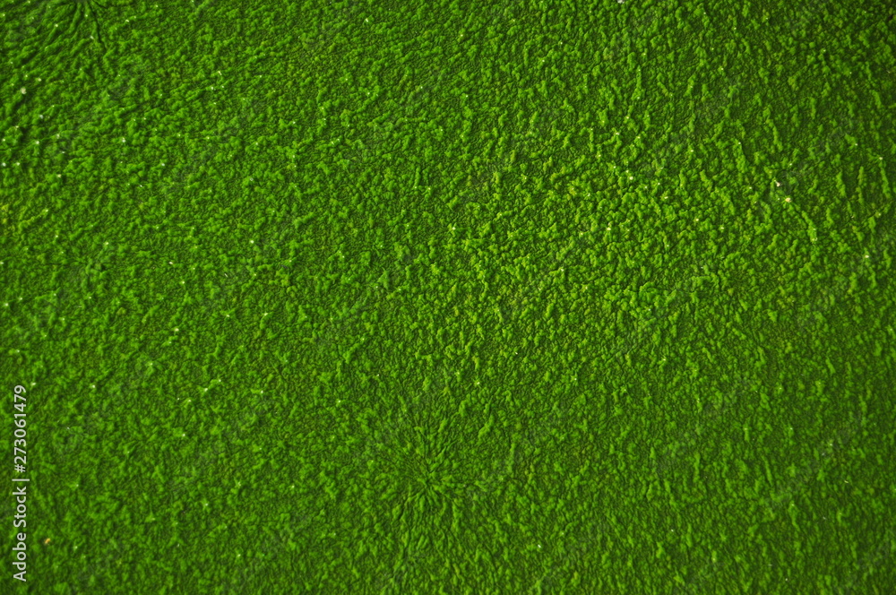 texture of green grass - obrazy, fototapety, plakaty 