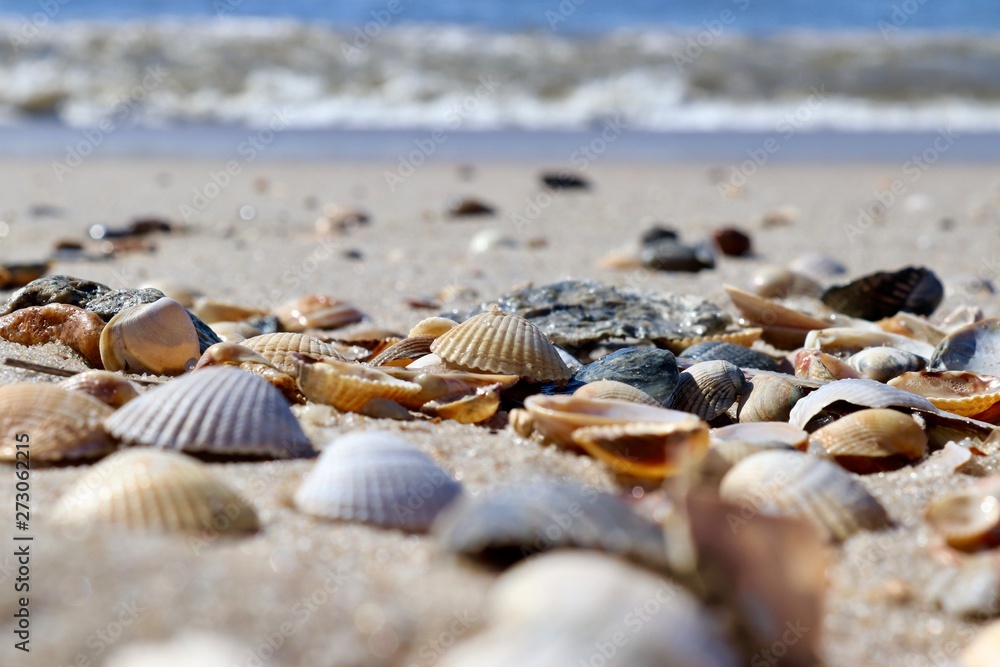 shells on the beach - obrazy, fototapety, plakaty 