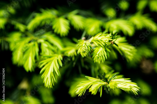Pine leaves