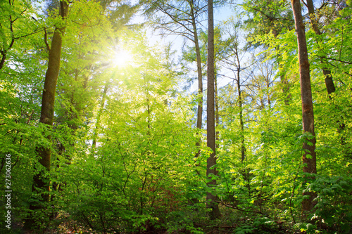 Fototapeta Naklejka Na Ścianę i Meble -  Sunlight in the green summer forest in germany.