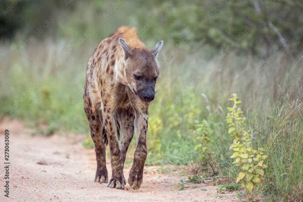 Spotted hyaena walking on safari dirt road in Kruger National park, South Africa ; Specie Crocuta crocuta family of Hyaenidae Spotted hyaena walking on safari dirt road in Kruger National park, South Africa ; Specie Crocuta crocuta family of Hyaenidae