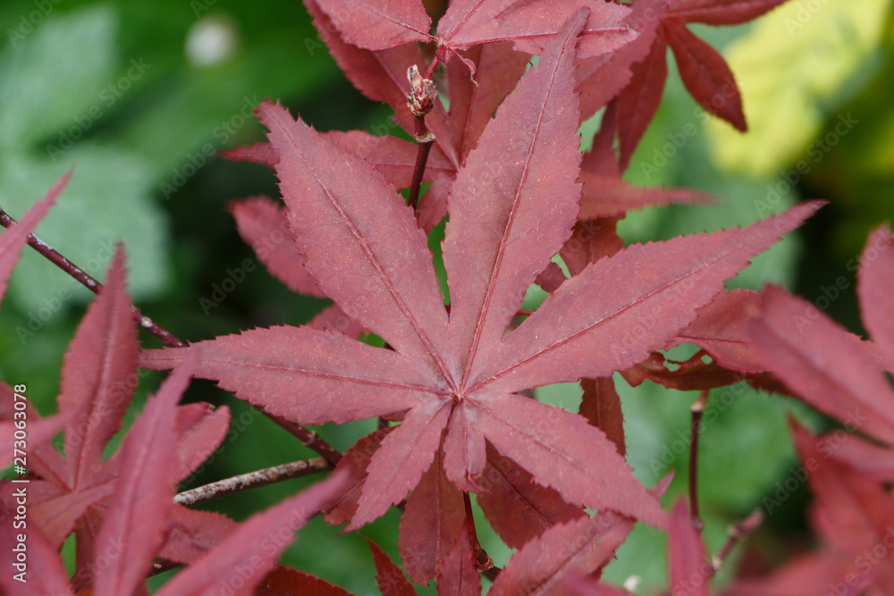 Red japanese maple leaves in a garden during spring Red japanese maple leaves in a garden during spring
