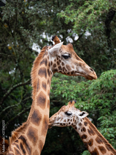 Giraffe in Nairobi National Park  Kenya
