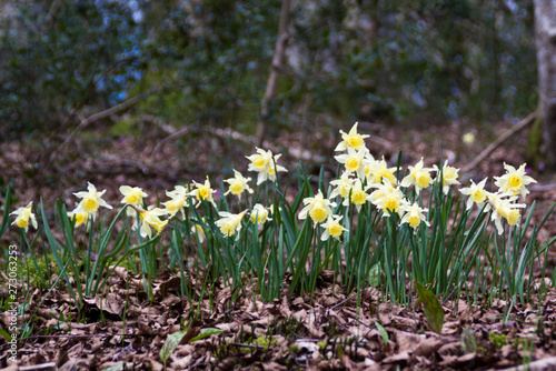 Daffodils in spring in their natural habitat. Yellow flowers in season, green field