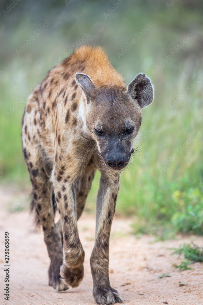 Spotted hyaena walking on safari dirt road in Kruger National park, South Africa ; Specie Crocuta crocuta family of Hyaenidae Spotted hyaena walking on safari dirt road in Kruger National park, South Africa ; Specie Crocuta crocuta family of Hyaenidae