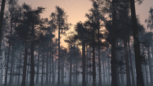 Trees in the fog. The smoke in the forest in the morning. A misty morning among the trees