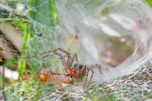 Funnel-web spider, Agelena labyrinthica, caught a caterpillar in its web