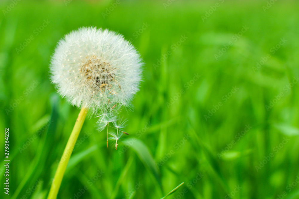 Dandelion on background of grass. Air dandelion on green grass background in the sun. Dandelion on background of grass. Air dandelion on green grass background in the sun.