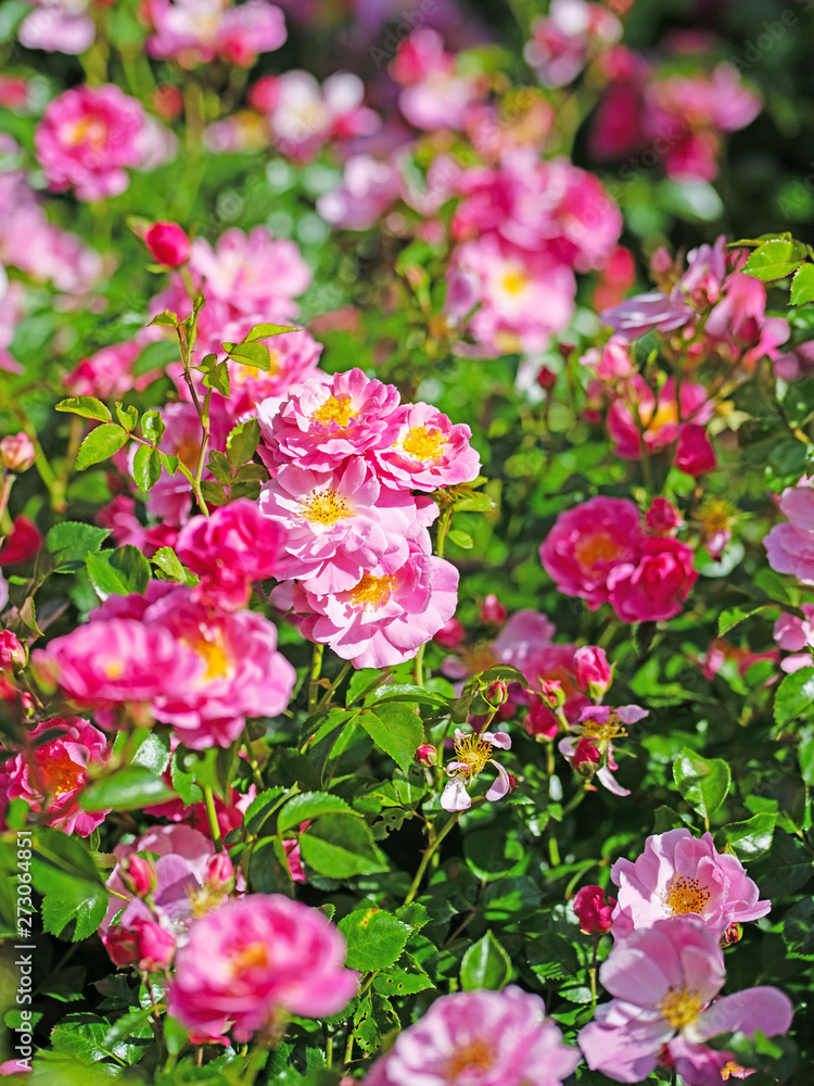 Blühende Buschrosen im Garten