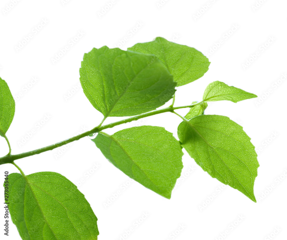 Fototapeta premium green leaf isolated on white background