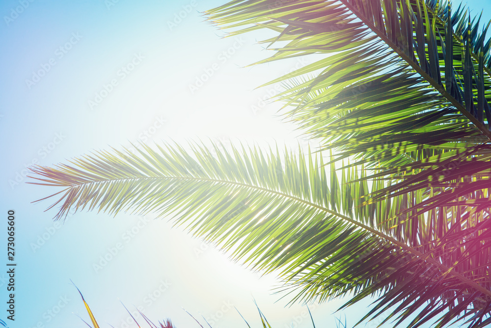 Coconut tree on the sky background Coconut tree on the sky background