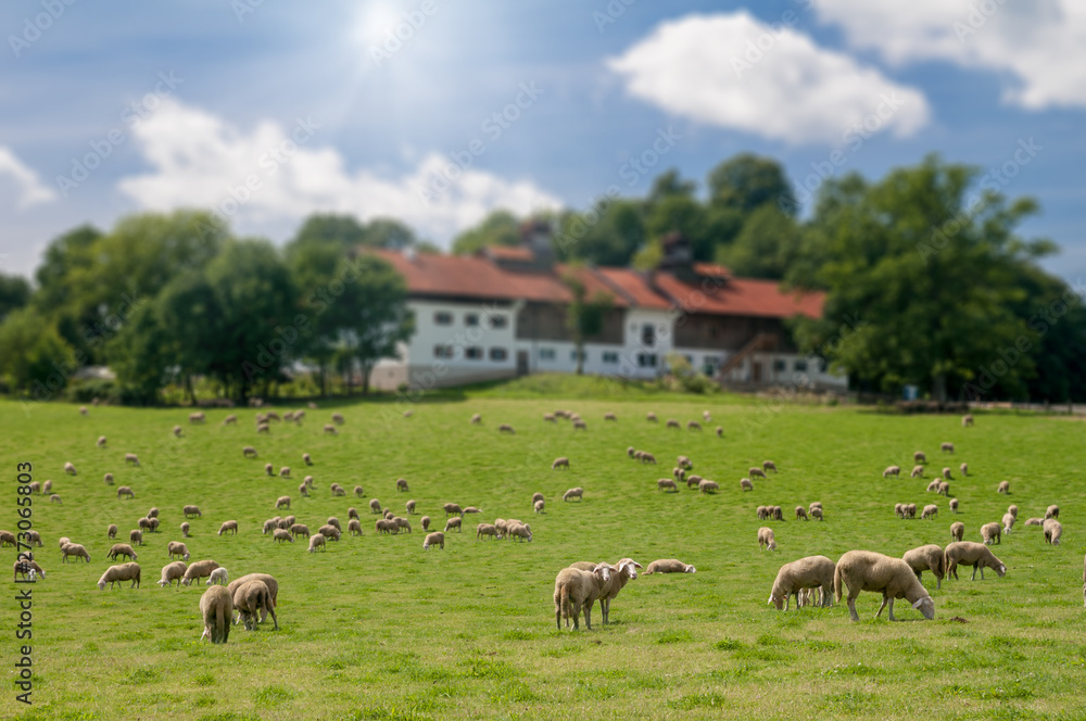 Fototapeta premium Sheep herd grazing on green grass 