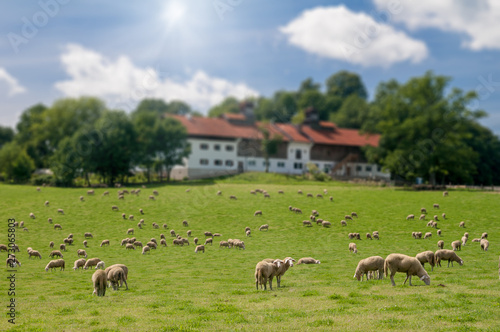 Sheep herd grazing on green grass  © Peter Maszlen