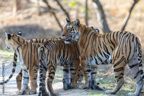 Pench National Park, India - Bengal Tiger family (panthera tigris tigris) © Andy Wilcock