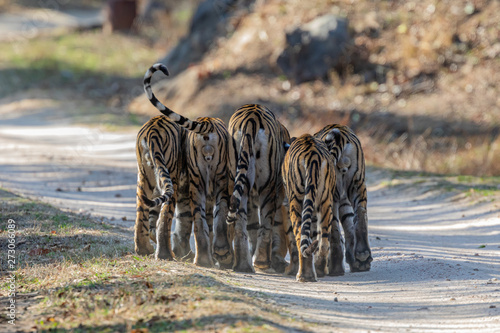 Pench National Park, India - Bengal Tiger family (panthera tigris tigris)