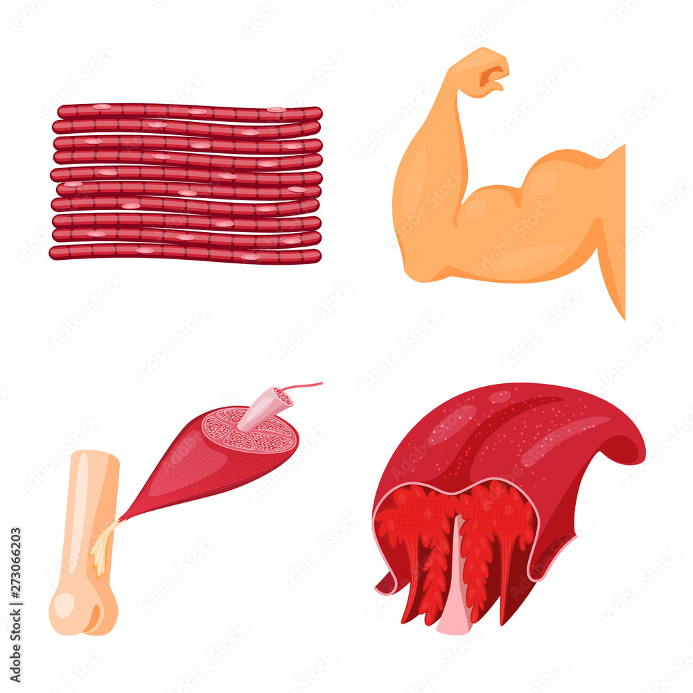 Isolated object of muscle and cells symbol. Collection of muscle and anatomy stock vector illustration.