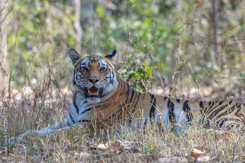 Kanha National Park, India - Bengal Tiger (Panthera tigris tigris) in the jungle © Andy Wilcock