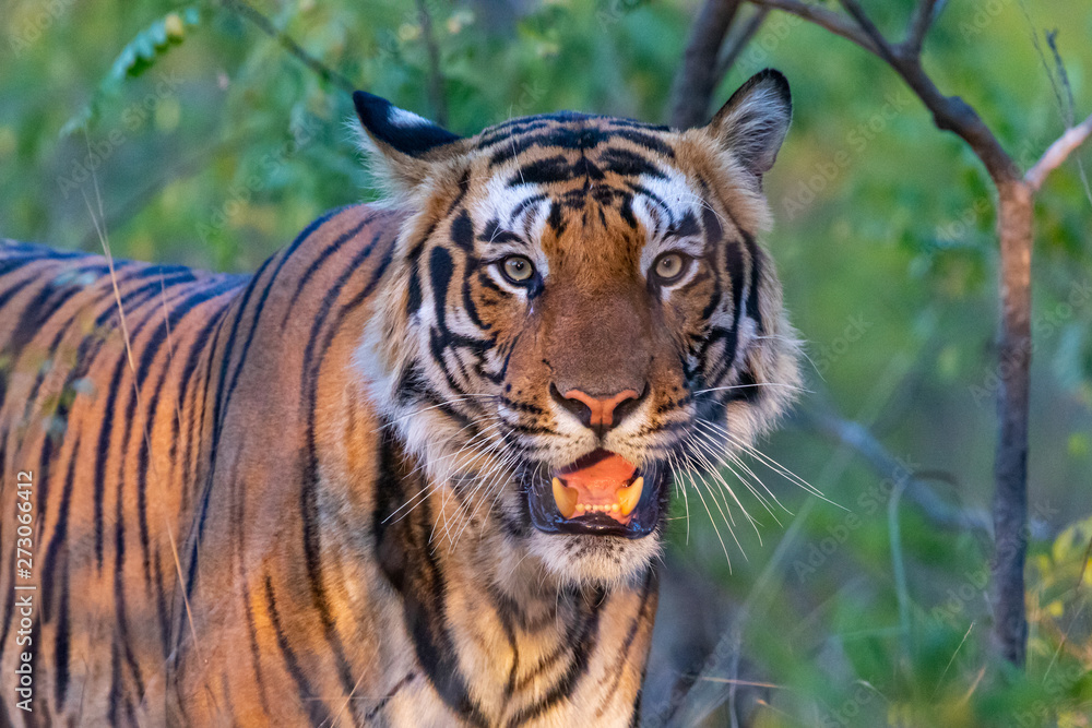 Obraz premium Bandhavgarh National Park - Male Bengal Tiger (Panthera tigris tigris)