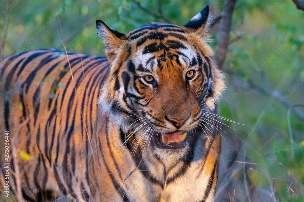 Bandhavgarh National Park - Male Bengal Tiger (Panthera tigris tigris)