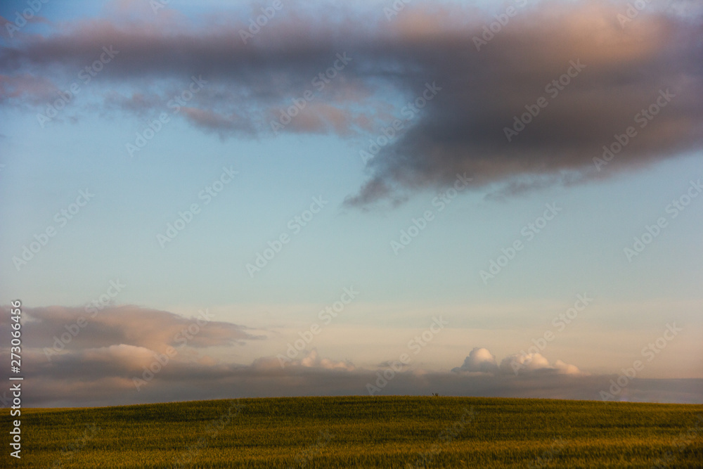 Wheat field landscape at sunset