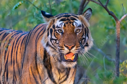 Bandhavgarh National Park - Male Bengal Tiger  Panthera tigris tigris 