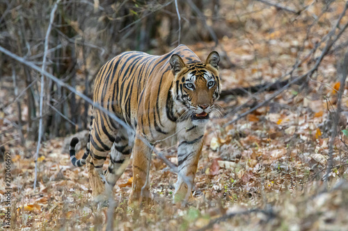 Bandhavgarh National Park, India - Bengal Tiger (Panthera tigris tigris) moving through the jungle