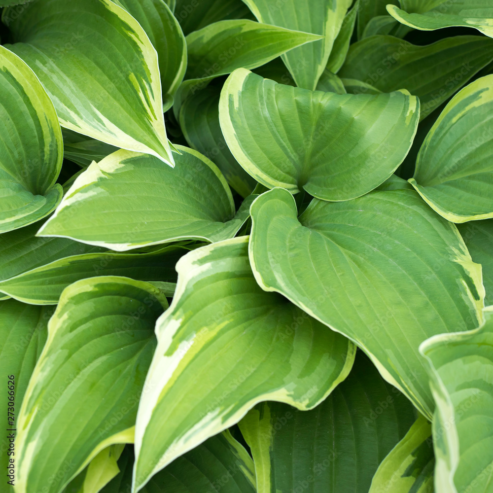 Fototapeta premium Hosta plant with green leaves texture background in rainy day, plants in garden with raindrops