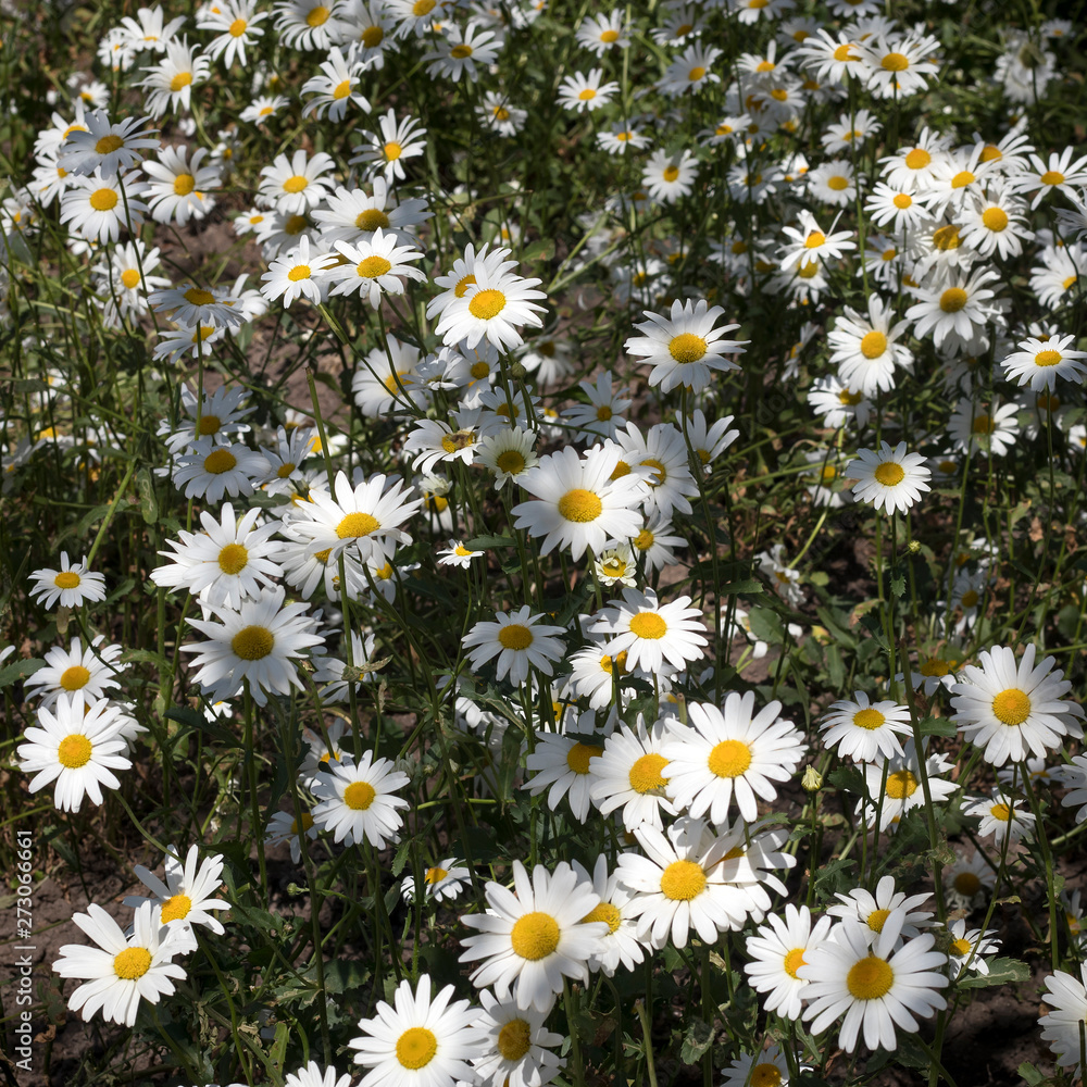 Сlose-up of little daisies in garden Сlose-up of little daisies in garden