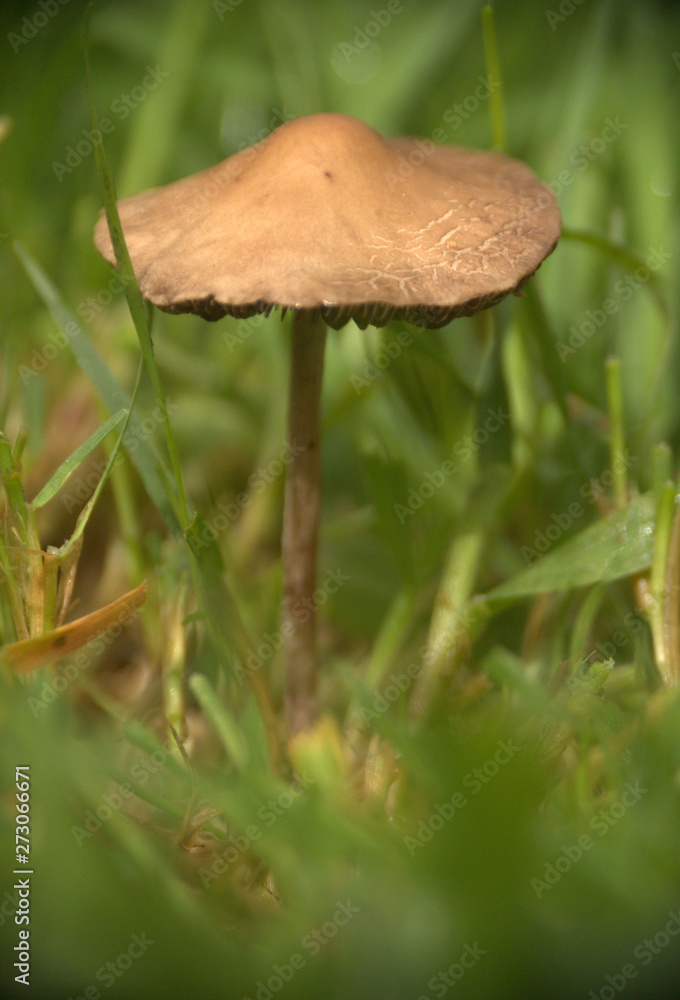 mousseron ,champignon brun en automne mousseron ,champignon brun en automne