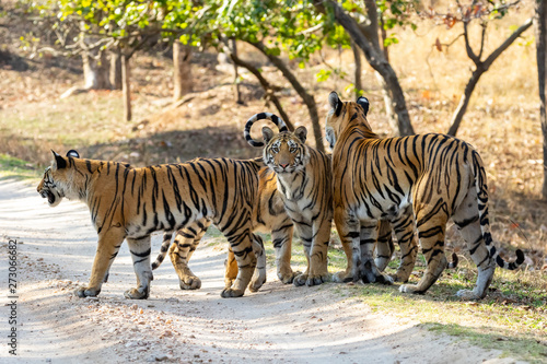 Bandhavgarh National Park  India - Bengal Tiger  Panthera tigris tigris 