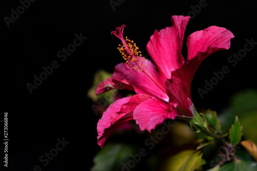 Flor hibisco o rosa china en fondo negro