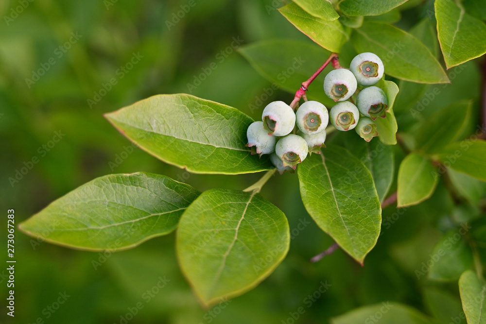 Unripe green berries of blueberries on a bush with green leaves. Unripe green berries of blueberries on a bush with green leaves.
