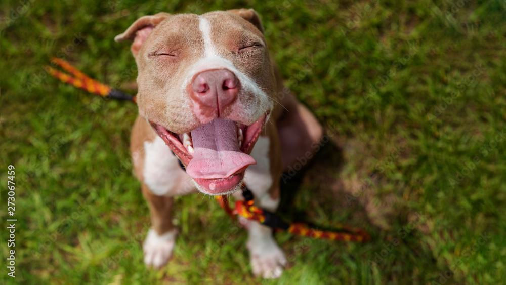 smiling pittie on green grass