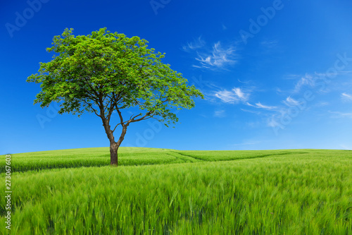 Tree with meadow and blue sky