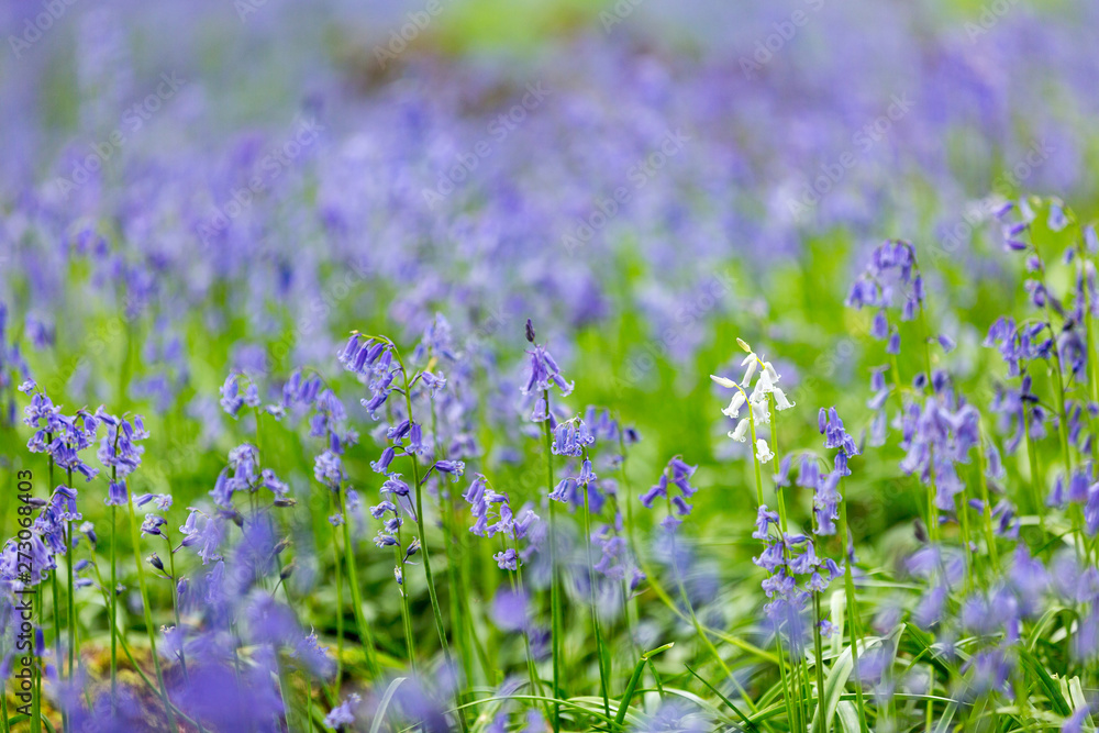 single white bluebell in a beech tree forest single white bluebell in a beech tree forest